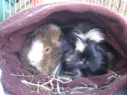 Snuggly Dennis & Betsy.JPG