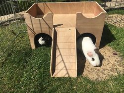 guinea pig hidey houses