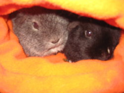 Christian & Meg orange snuggly.JPG
