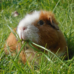 Looking After Guinea Pigs With Limited or No Mobility | The Guinea Pig Forum