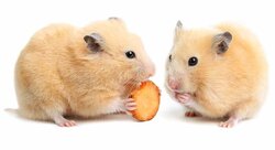 hamster-safe-foods-header.jpg