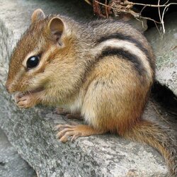 __opt__aboutcom__coeus__resources__content_migration__mnn__images__2017__10__Eastern_chipmunk-...jpg