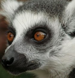 animalextremeclose-up-lemur.jpg