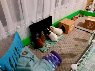Guinea pig cage.jpg