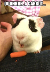 funny-guinea-pig-carrot-amazed.jpg