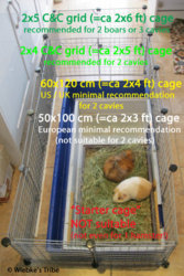 Guinea Pig Size Chart