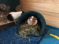 guinea pig in a hay cuddle sack.JPG