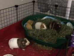guinea pig tray