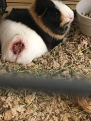 guinea pig wound care