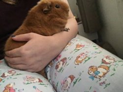 cath kidston guinea pig pyjamas