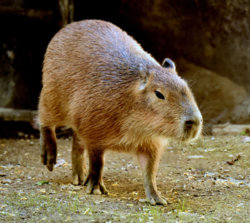 capybara cred. Cincinnati Zoo.jpg
