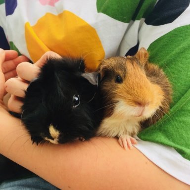 Looking for Vet in East London | The Guinea Pig Forum