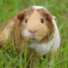 spot guinea pig