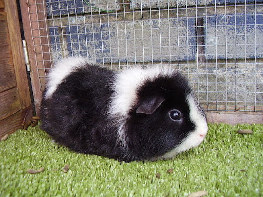 How to keep flies out sales of guinea pig cage