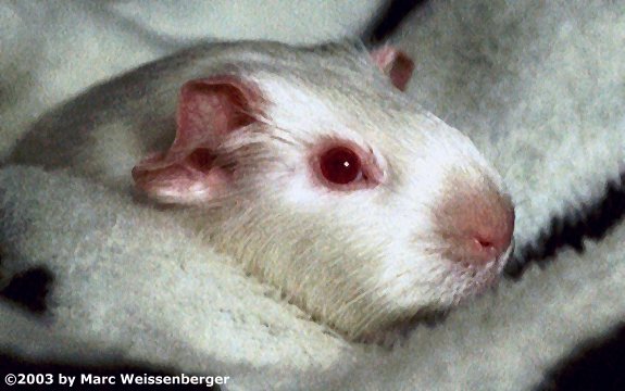 pets13.jpg