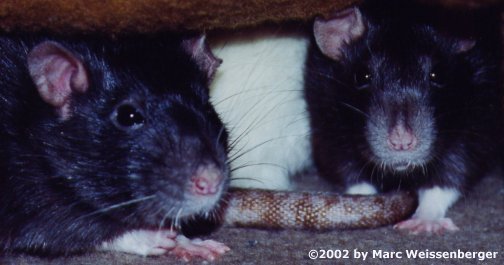 pets03.jpg