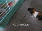 Super_Guinea_Pig_by_GraceQute.gif