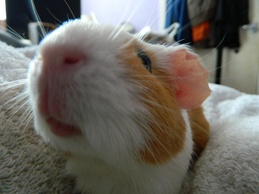 curious_alice_by_saffie_chan-d5d2h6c.jpg