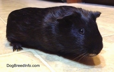 GuineaPigTheDarkKnightBatmanBruceWayne.jpg