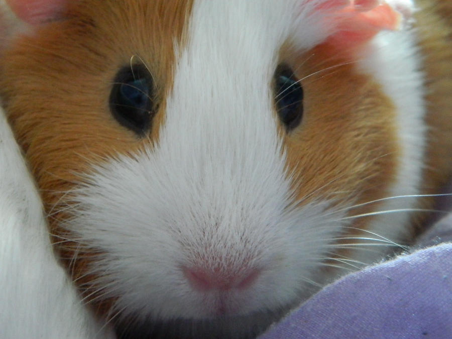 new_g__pig___close_up_2_by_saffie_chan-d5cy9tp.jpg
