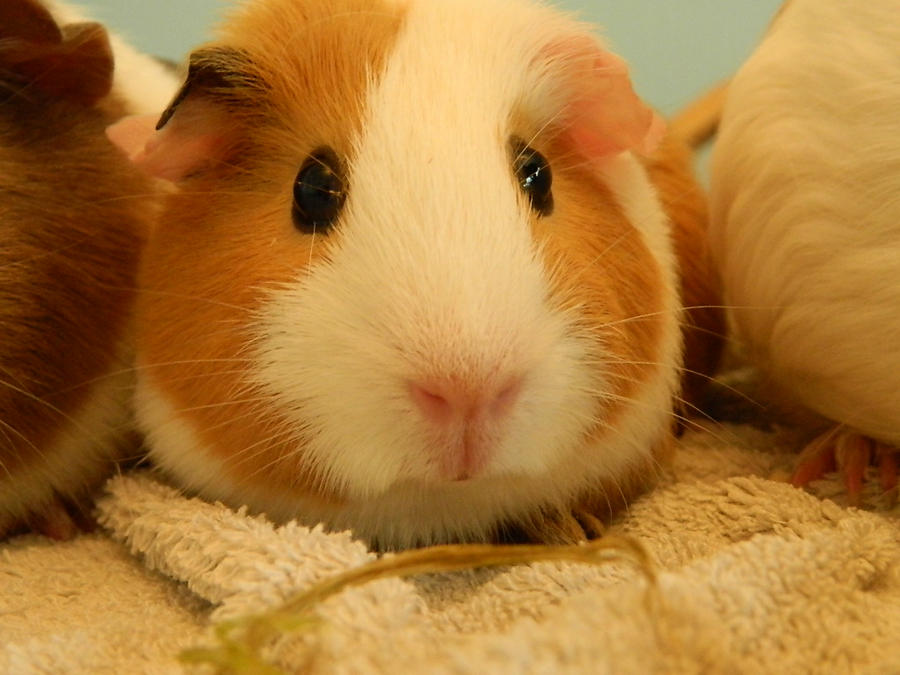 new_guinea_pig___close_up_by_saffie_chan-d5cy904.jpg