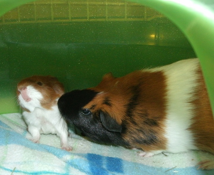 no_kisses__mama__by_madforhatters-d67qbso.jpg