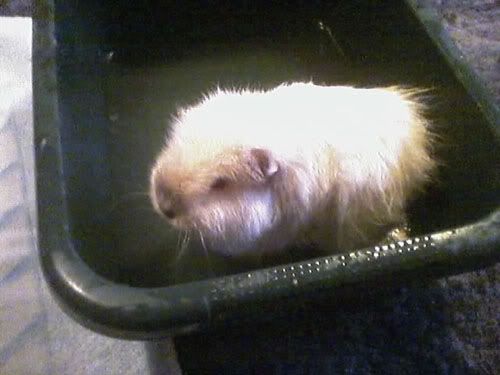 squeak.jpg