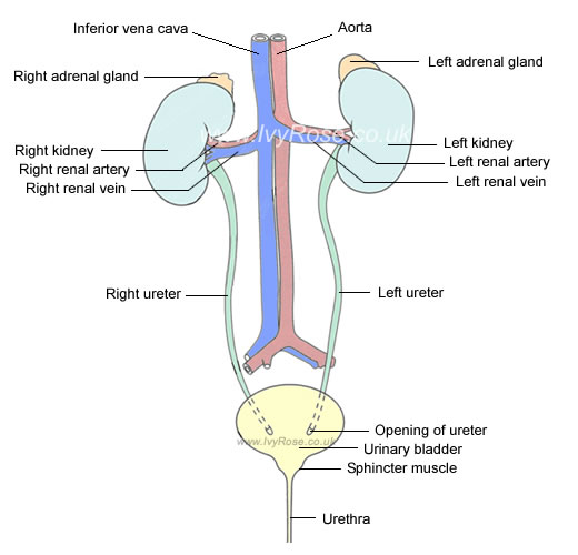 UrinarySystem_cIvyRose.jpg