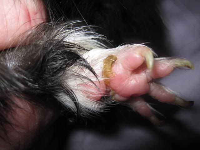 What's this on Dodge's foot - spurs? | The Guinea Pig Forum