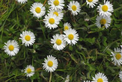 Daisy-2.jpg