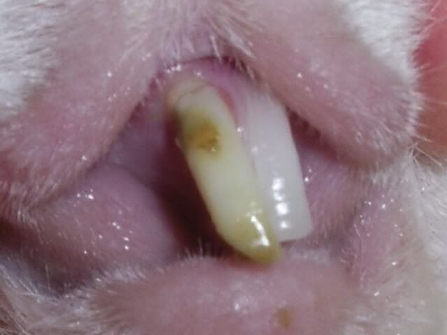 Yellow tooth | Page 4 | The Guinea Pig Forum
