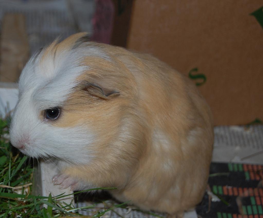 blodwen-pig.jpg