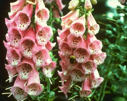 foxglove12.jpg