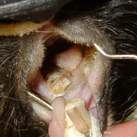 teeth_planed.jpg