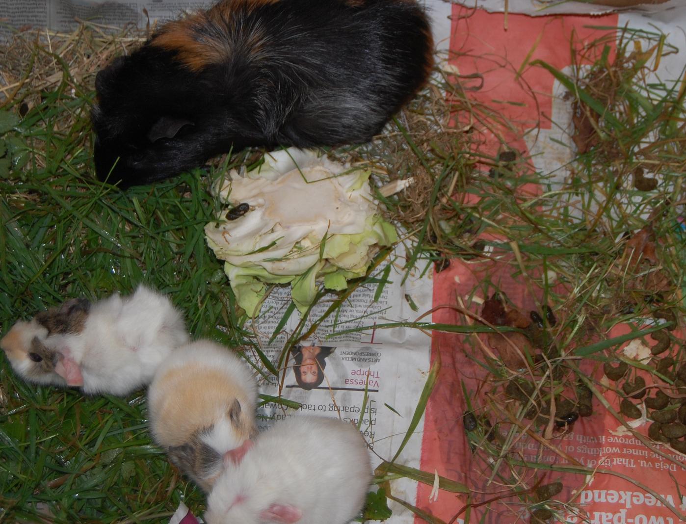 guinea-family.jpg