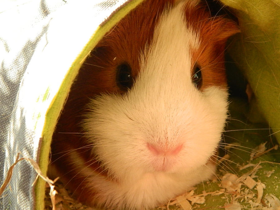 amy_in_the_tunnel__by_saffie_chan-d5e3ypn.jpg