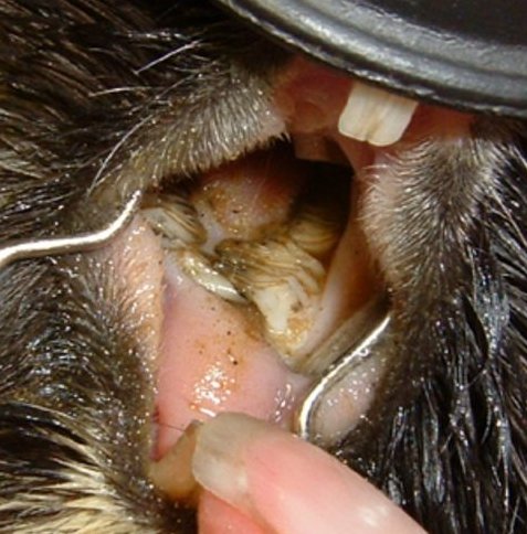 teeth_entrap.jpg