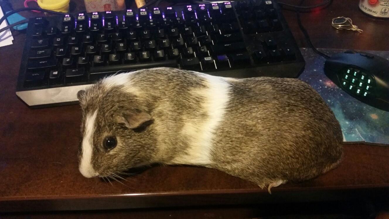 Nervous About Cutting Nails | The Guinea Pig Forum