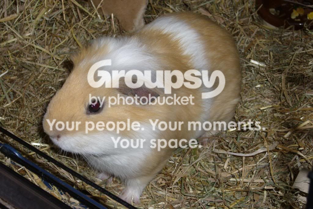 Head Tilt Help The Guinea Pig Forum