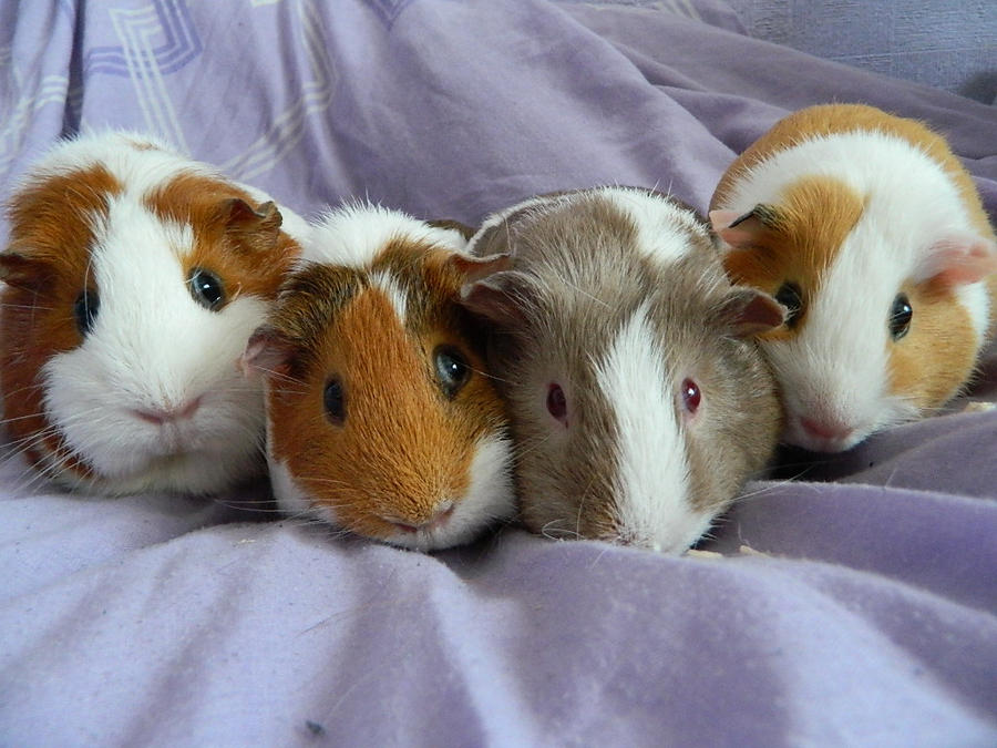 the_4_piggies_by_saffie_chan-d5cy6vl.jpg