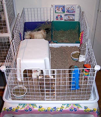 cageoverviewW.jpg