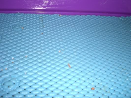 Bath Mats The Guinea Pig Forum