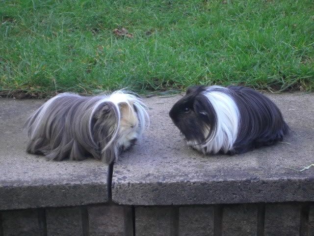 Hair Cuts And Grooming For Guineas The Guinea Pig Forum