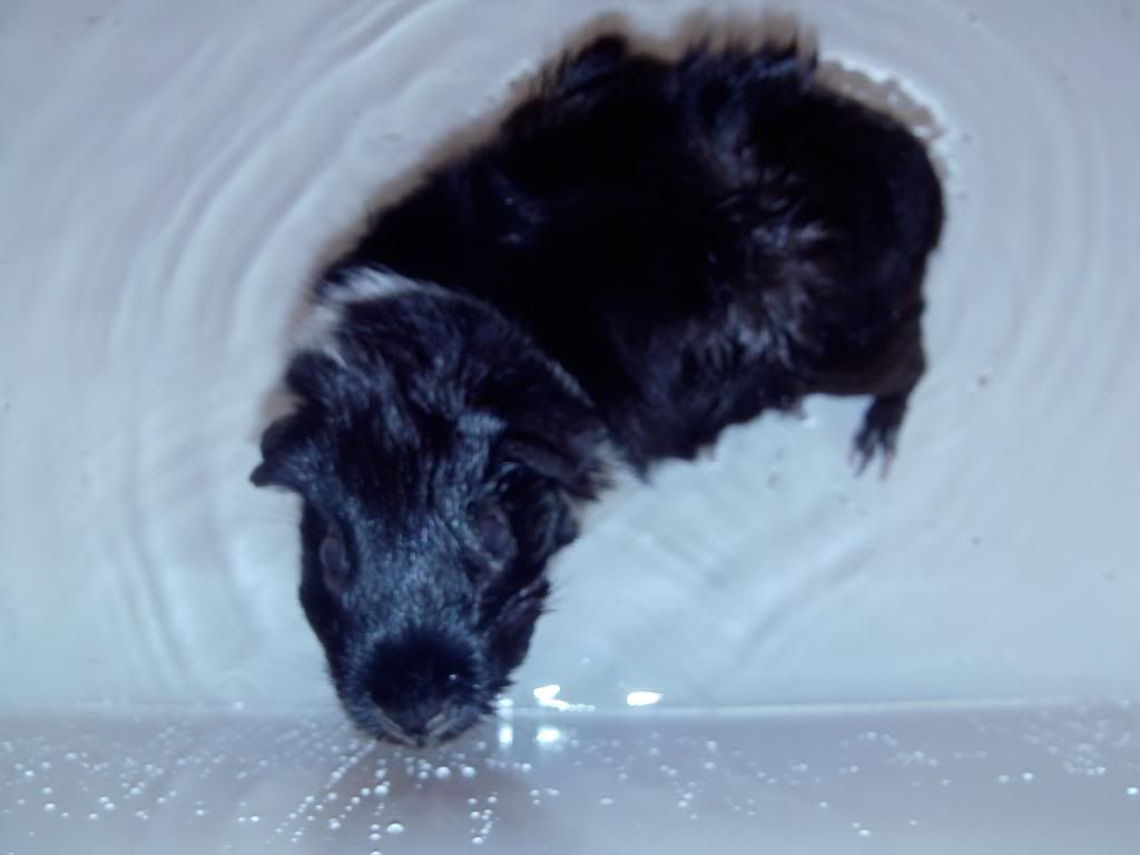 Liquorice03-11-12001.jpg
