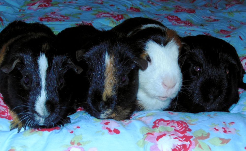 fourpiggies.jpg