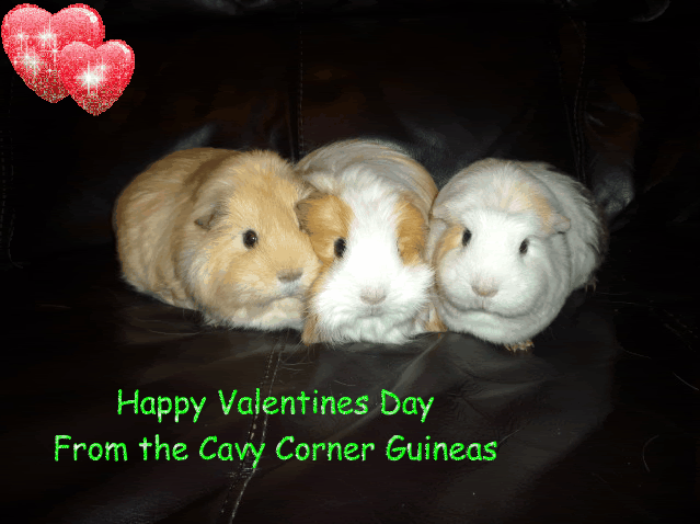 Guinea pig best sale valentines