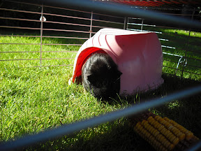 DSCF1005.JPG
