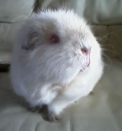 squeak1.jpg