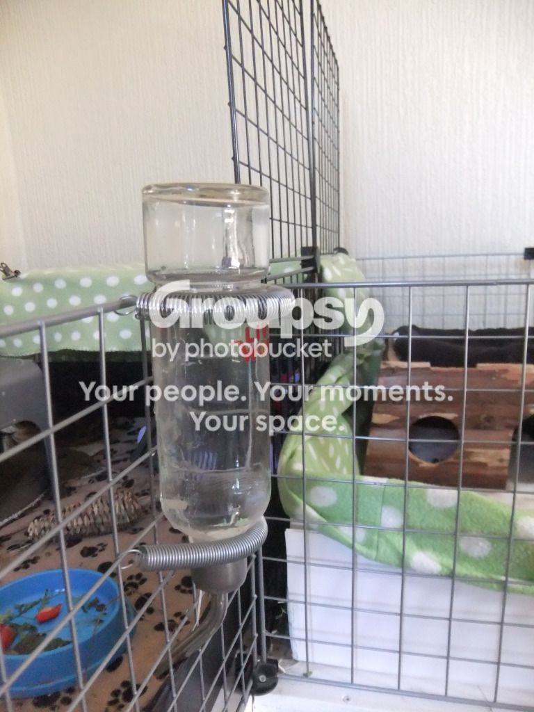 Water bottles with c&c cage The Guinea Pig Forum