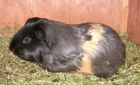 I M Thinking Of Giving My Sheltie A Haircut The Guinea Pig Forum
